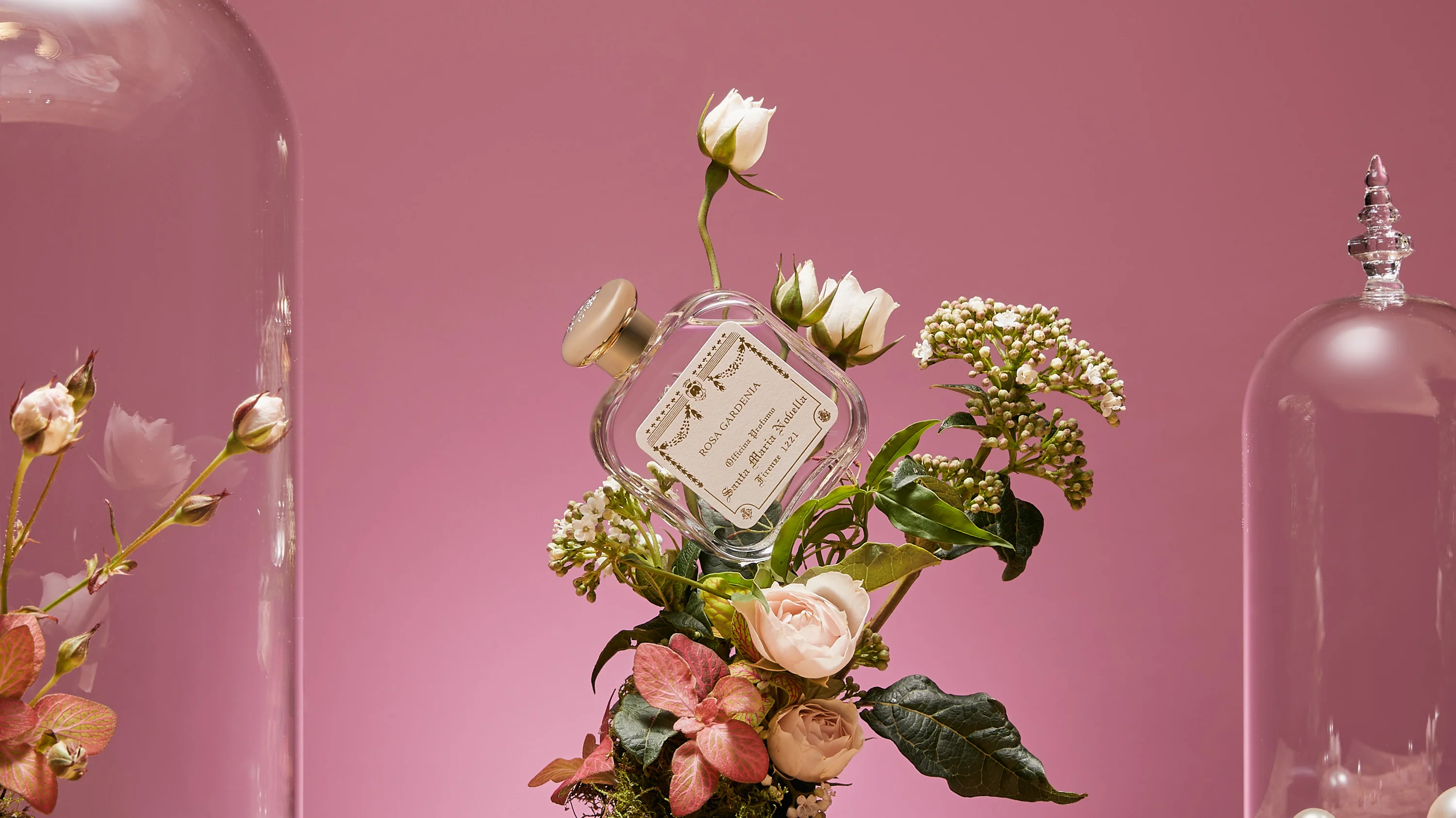 Rosa Gardenia - Image 2